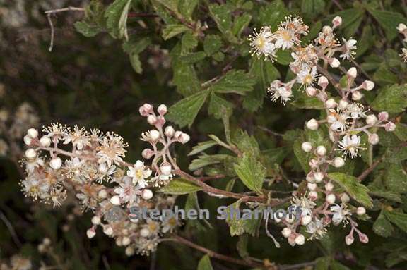 holodiscus discolor var microphyllus 3 graphic